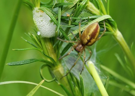 Cheiracanthium erraticum